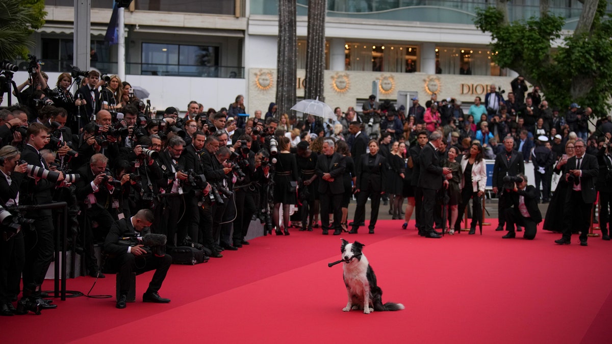 Messi the dog holds a microphone in his mouth as he sits in front of photographers at the awards ceremony and the premiere of the film 'The Second Act' during the 77th international film festival