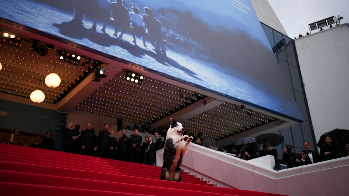 Messi the dog "begs" in front of photographers on the red carpeted stairs at the awards ceremony and the premiere of the film 'The Second Act' during the 77th international film festival