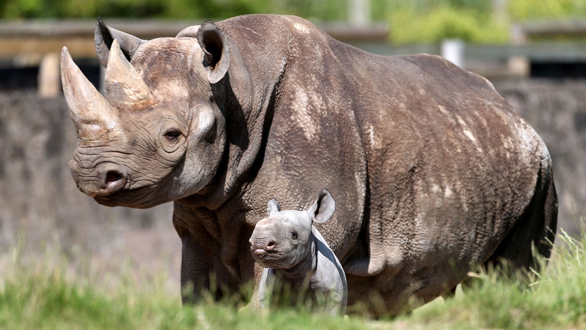 A ten-day-old black rhino calf takes his first steps outside with his mother.