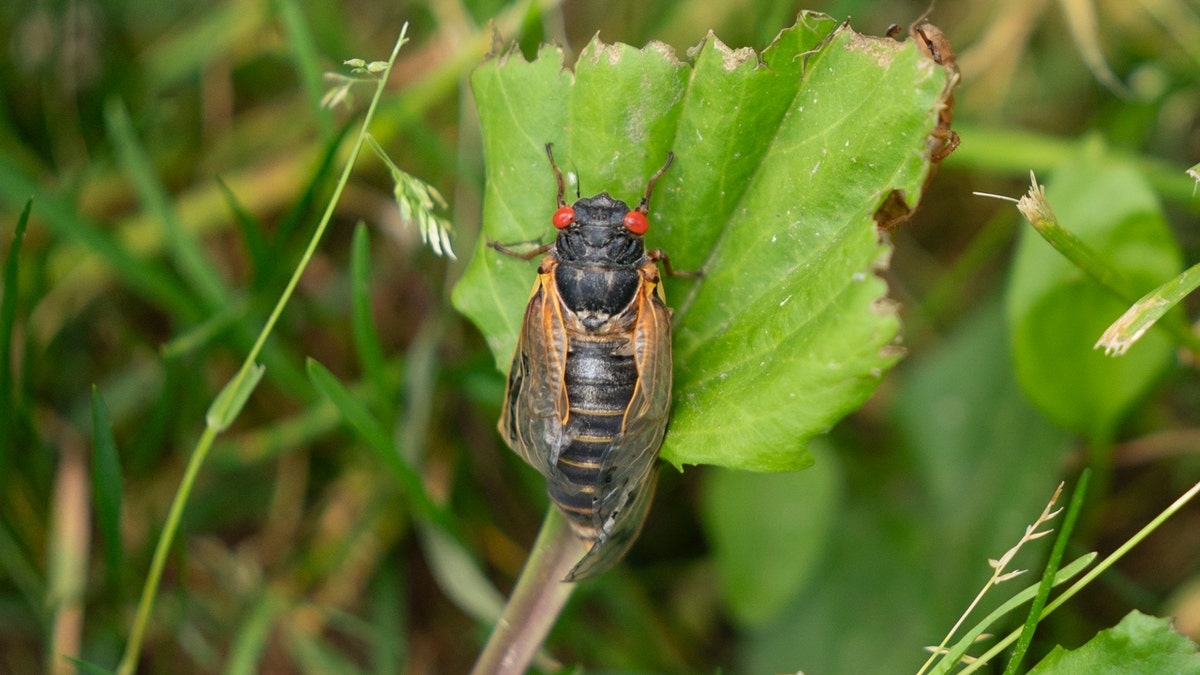 A Brood XIX cicada crawls on a leaf
