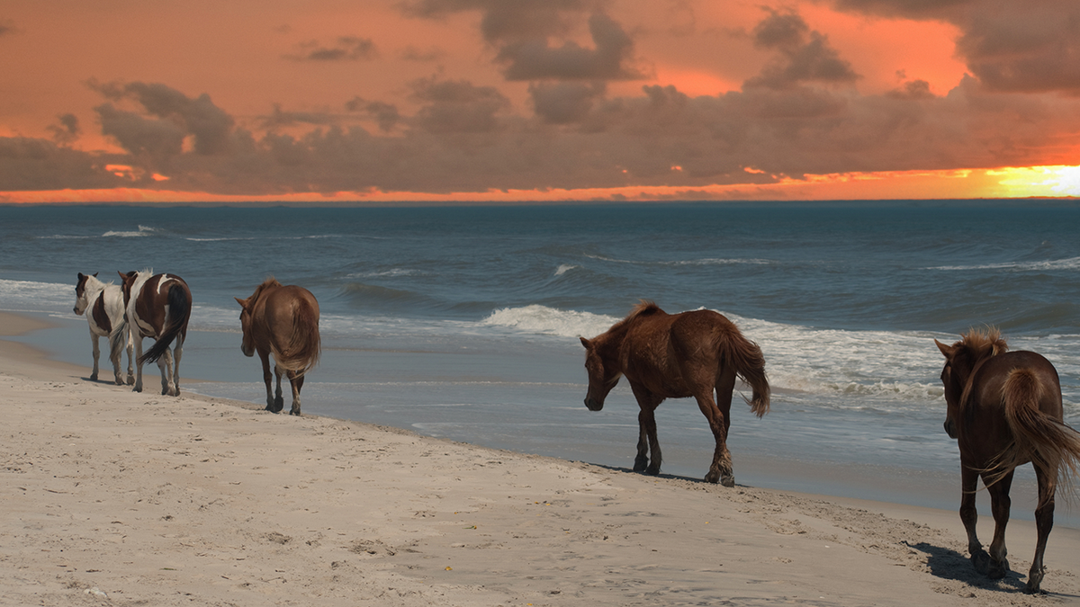 For an East Coast beach experience, try the beautiful Assateague Island National Seashore in Maryland.