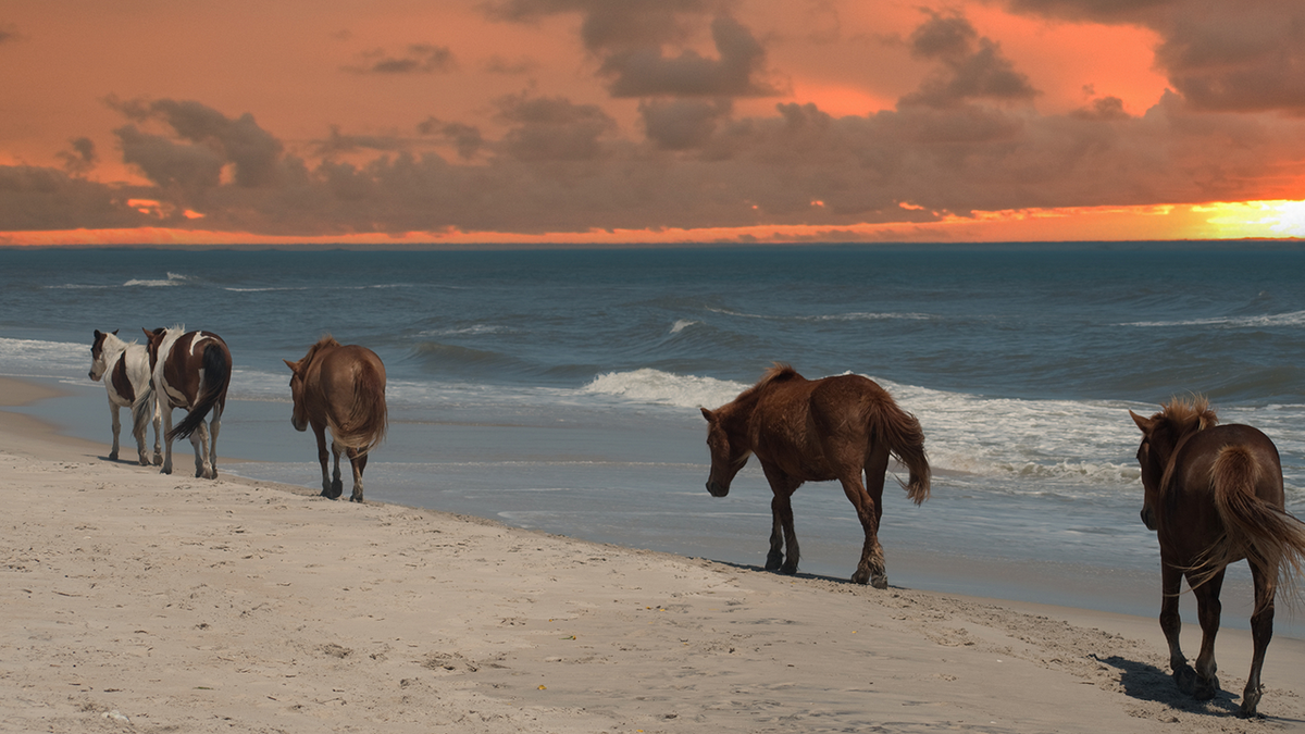 Si quieres vivir una experiencia playera en la Costa Este, prueba la hermosa Assateague Island National Seashore, en Maryland.