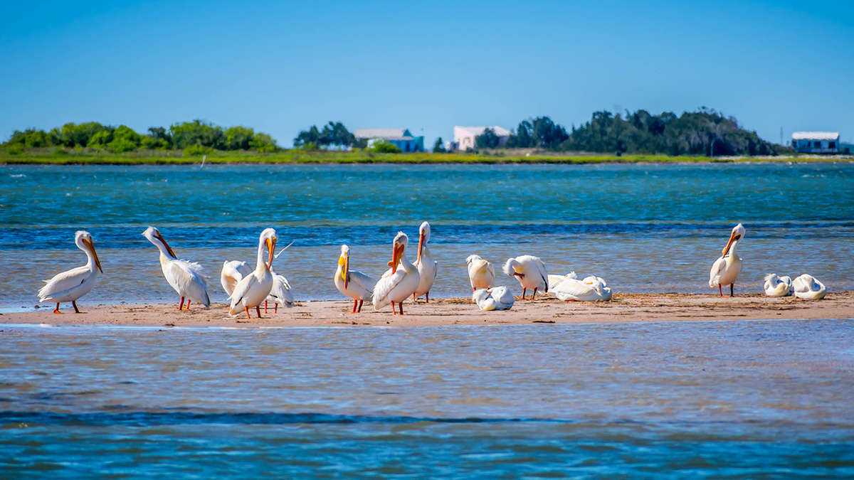 Bird watchers will love the view at Padre Island National Seashore.
