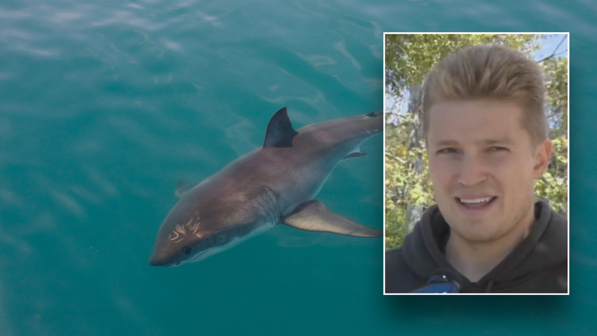 Split image of stock and shark attack victim