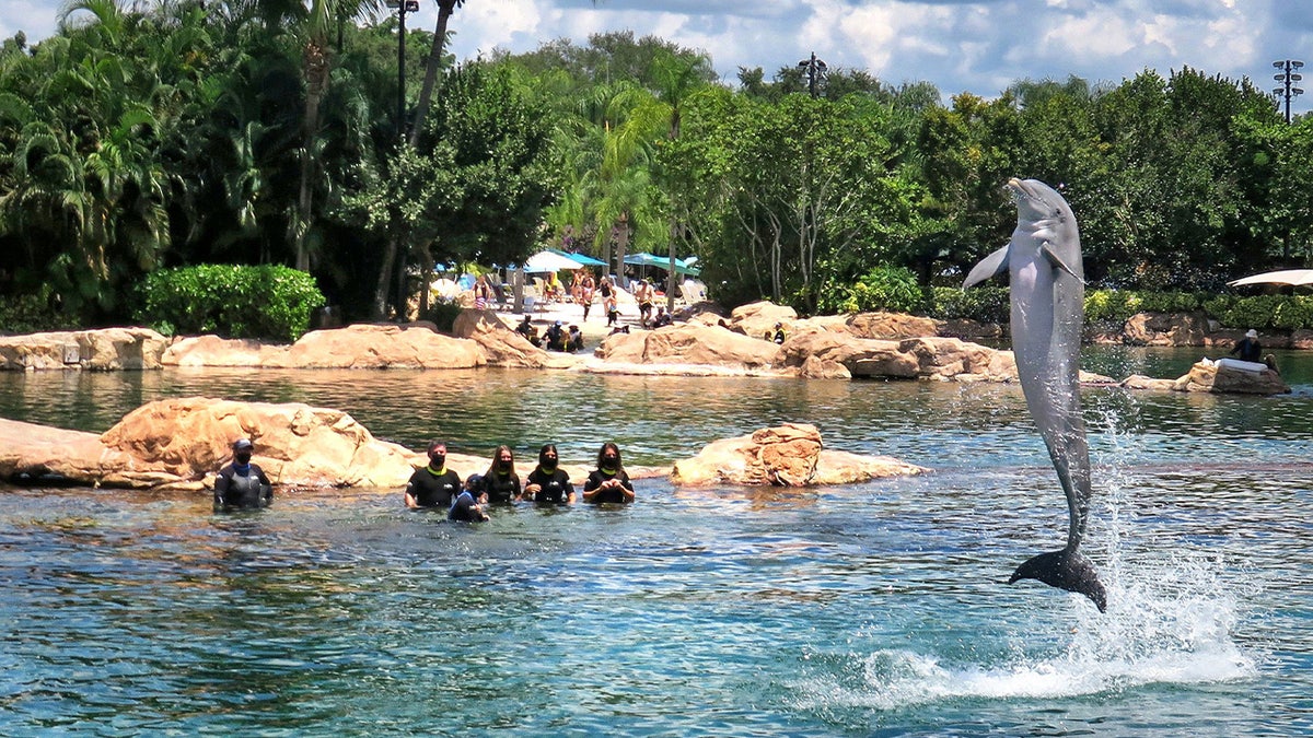 Dolphins at Discovery Cove