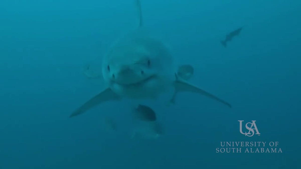 Miss Pawla, a great white shark, swimming toward a camera
