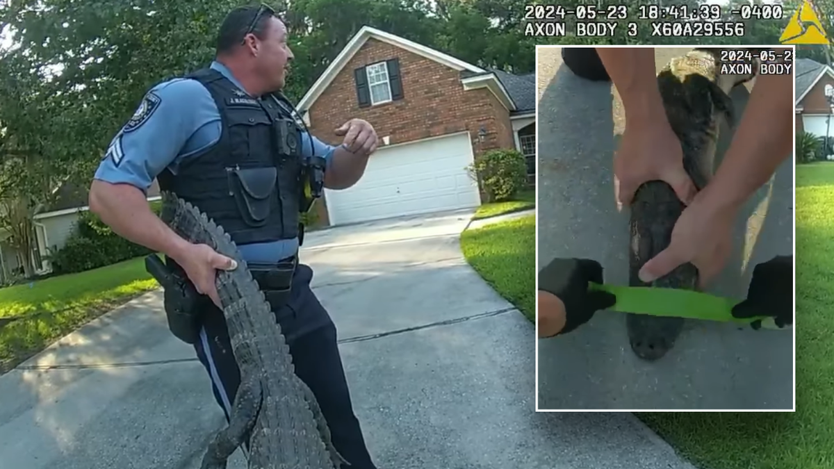 Split image of gator being restrained and tape