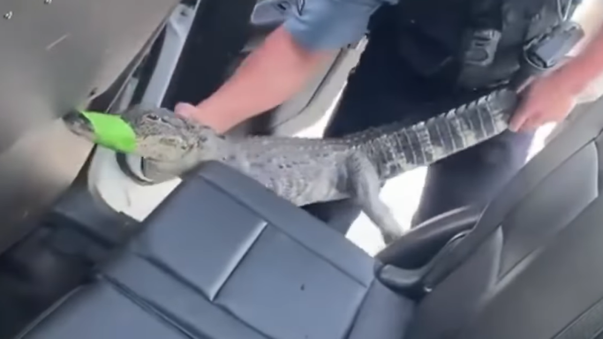 Gator riding a police car