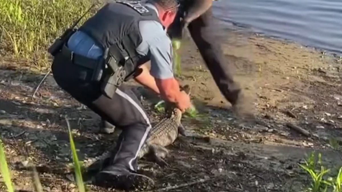 Gator being released into the wild