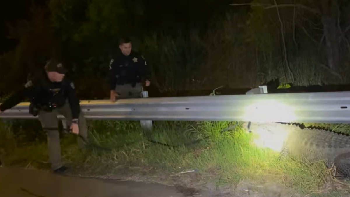 Gator being spotted at night by officers