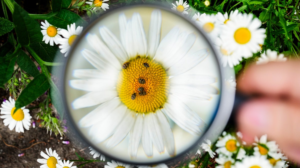 A magnifying glass enlarges the image of a few beetles crawling on a daisy.