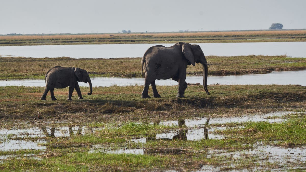 Los elefantes deambulan por el río Chobe, que limita con Botsuana y Namibia, en Kasane, el 19 de julio de 2022.