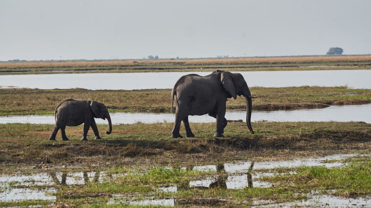 Elephants roam the Chobe river which borders Botswana and Namibia in Kasane, on July 19, 2022.