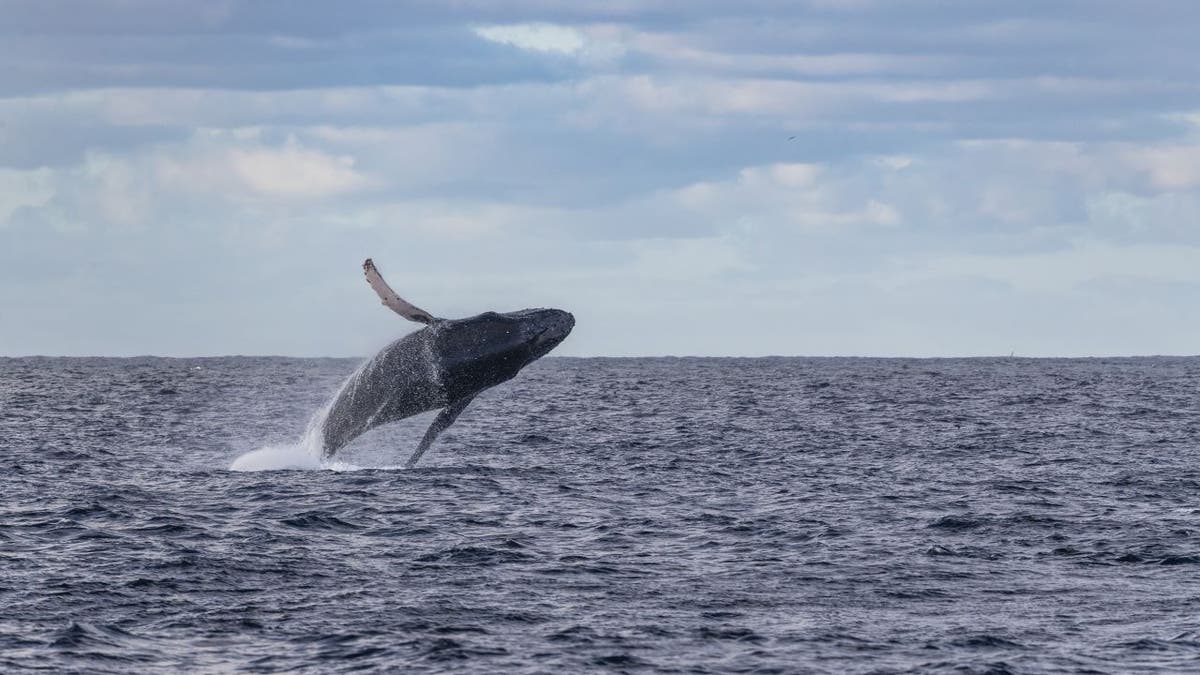 Ballena saltando en el océano