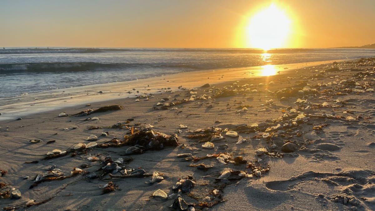 Sun rising over dead velella