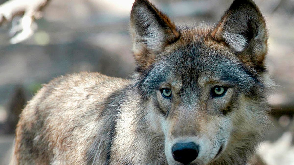 Gray wolf