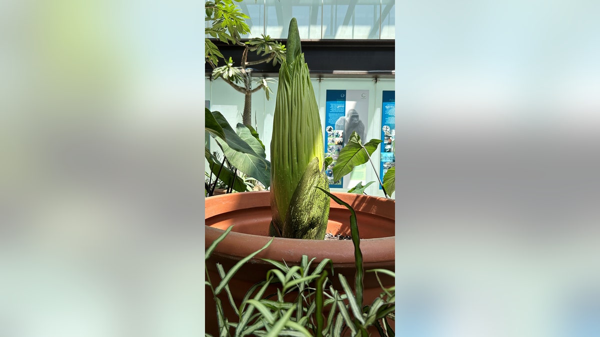 Horace the corpse flower