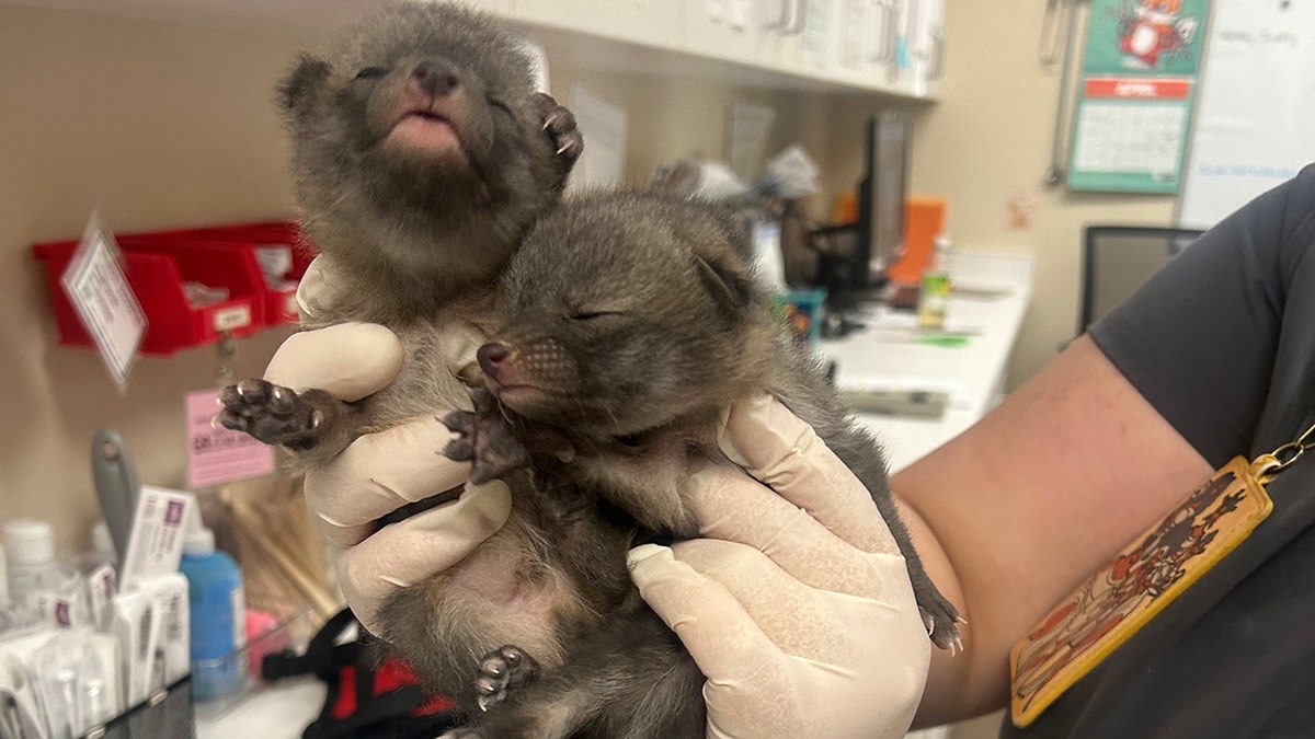 two baby foxes being held