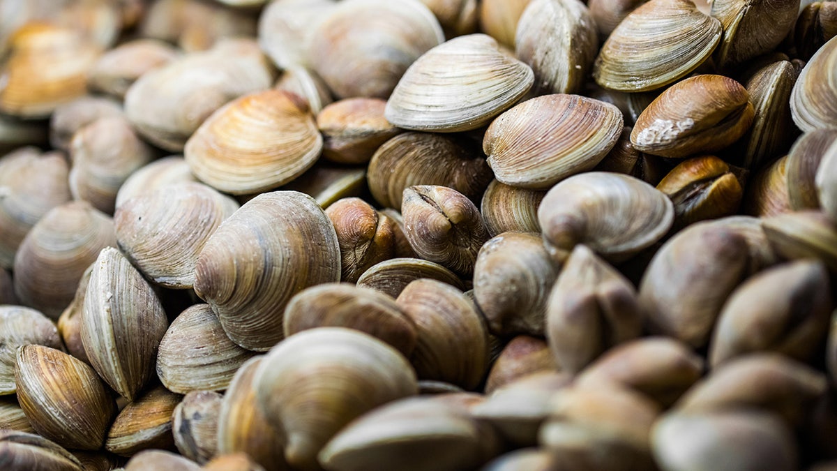 Hard-shell clams