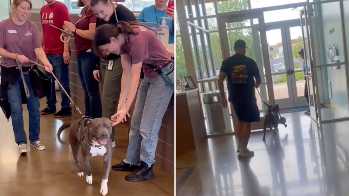 Major dog adopted by new family