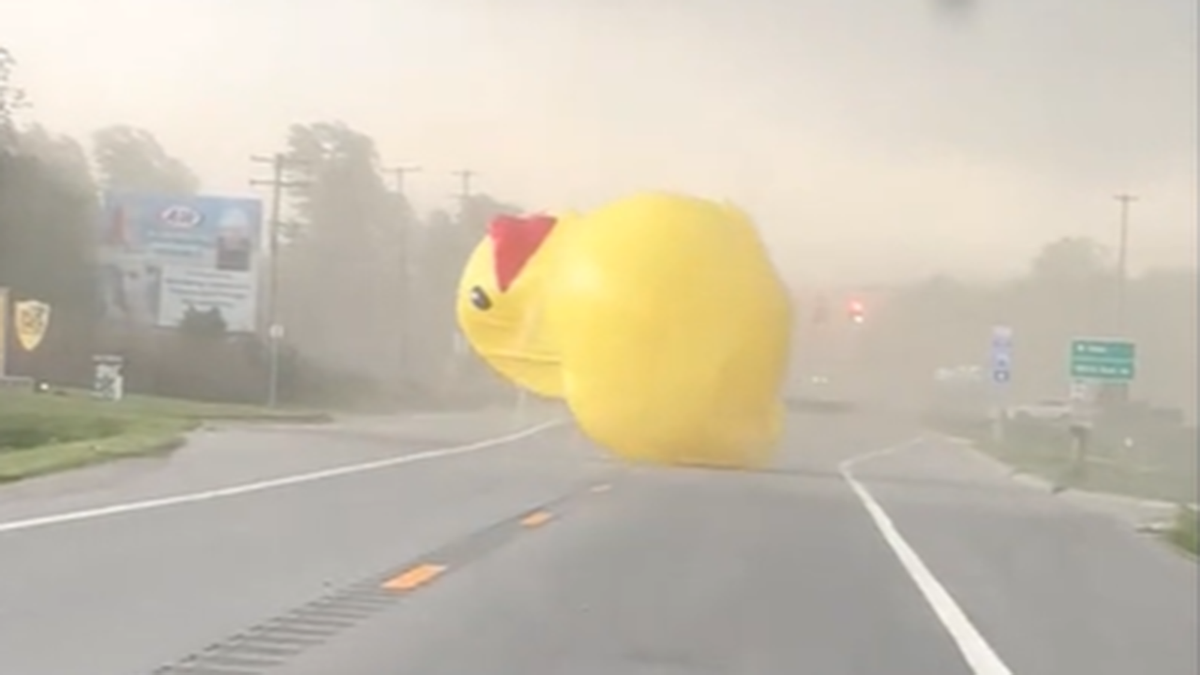 Birch Run Michigan inflatable duck blows across road