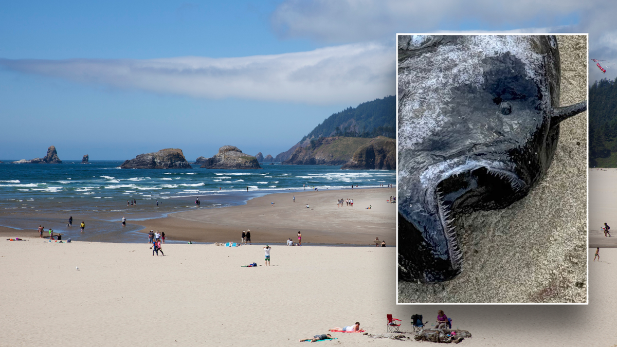 Split image of dead fish and Cannon Beach