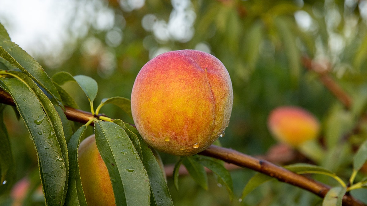 Peach on tree