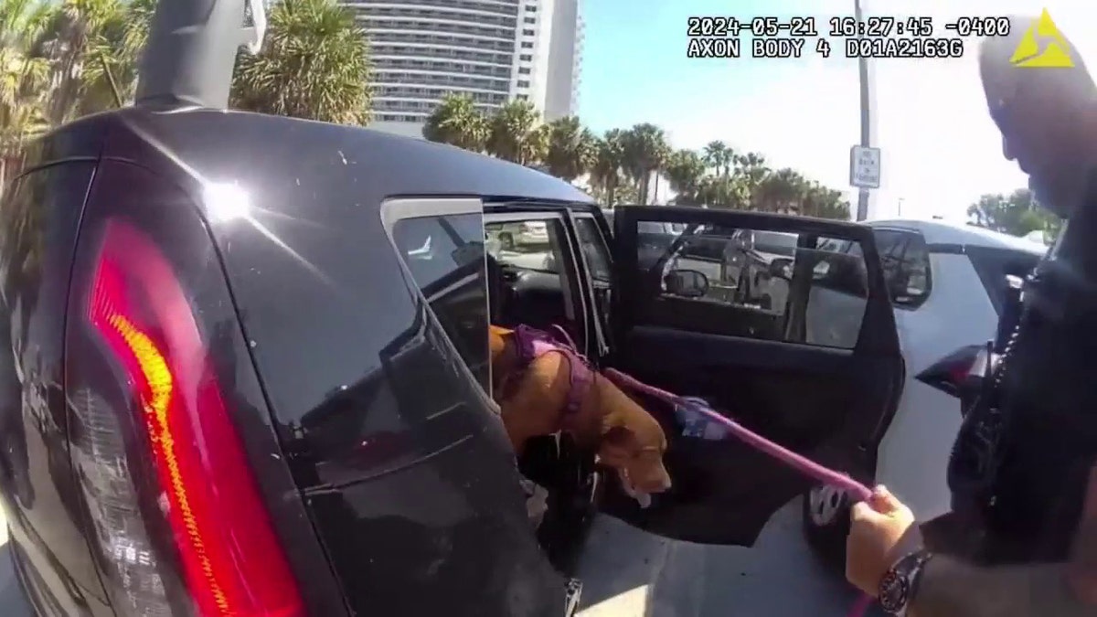 Dog being rescued from hot car