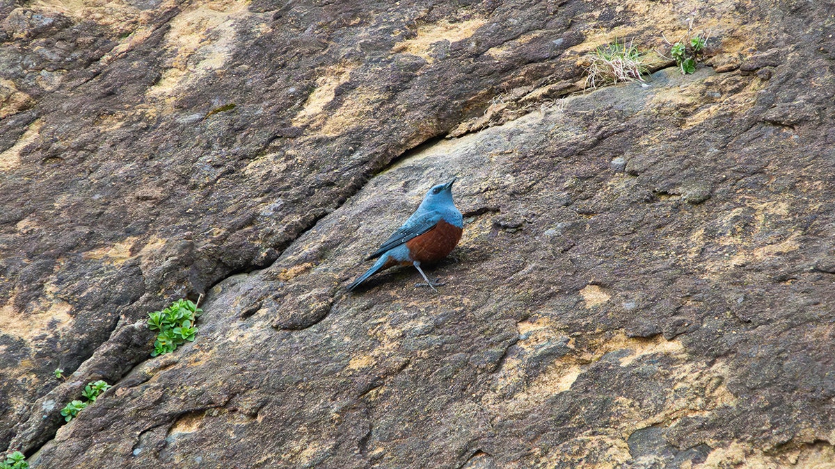 Rare-Blue-Rock-Thrush--Michael-Sanchez-Photography