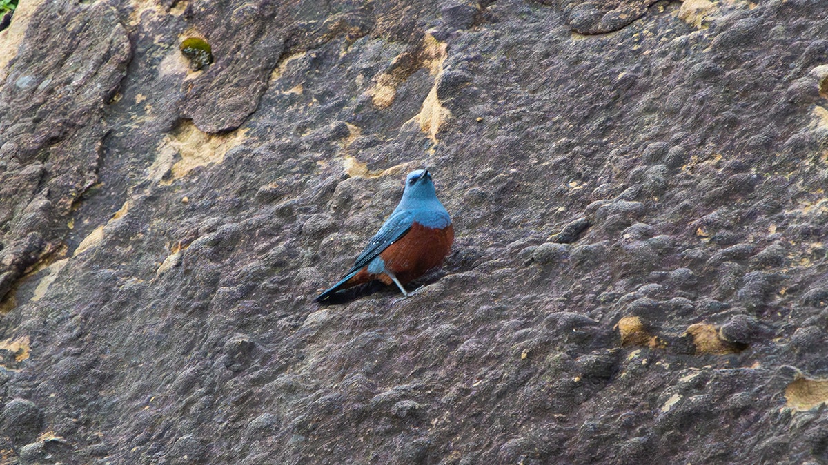 Rare Blue Rock Thrush Oregon