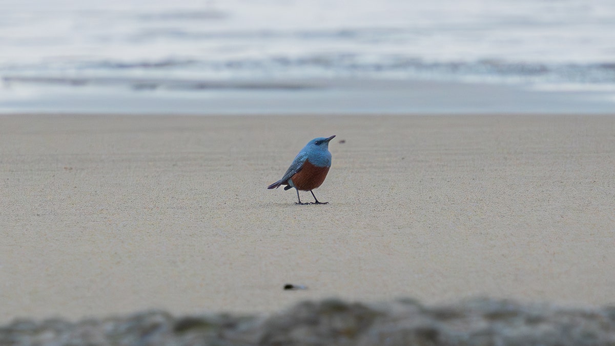 Rare-Blue-Rock-Thrush-on-beach