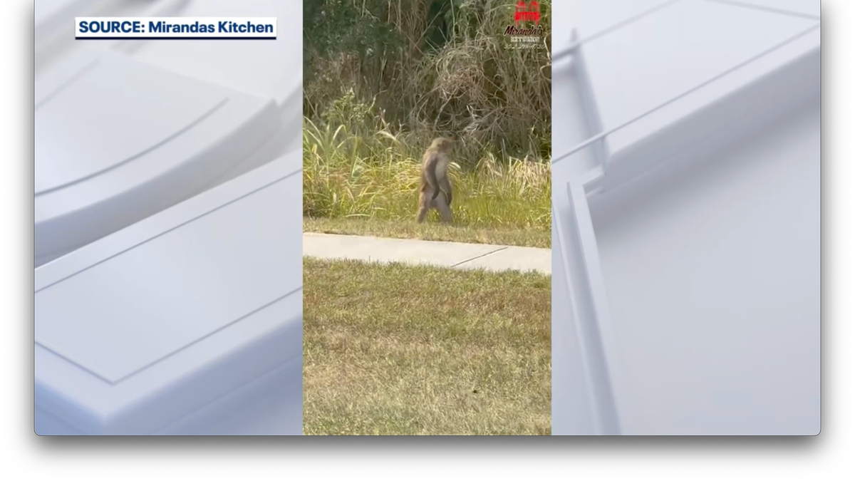 FL monkey connected hind legs