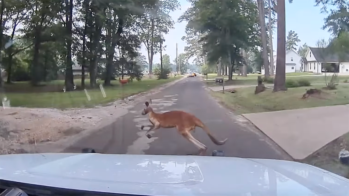 A kangaroo hopping across the street