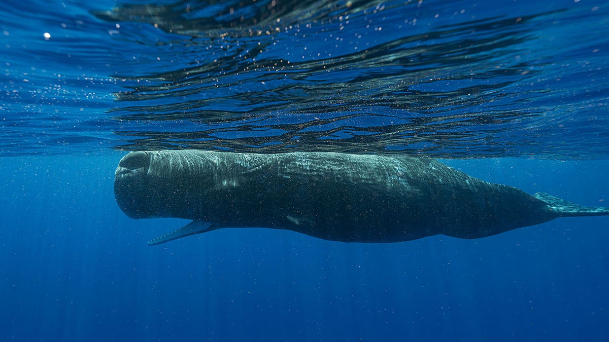 Sperm whale