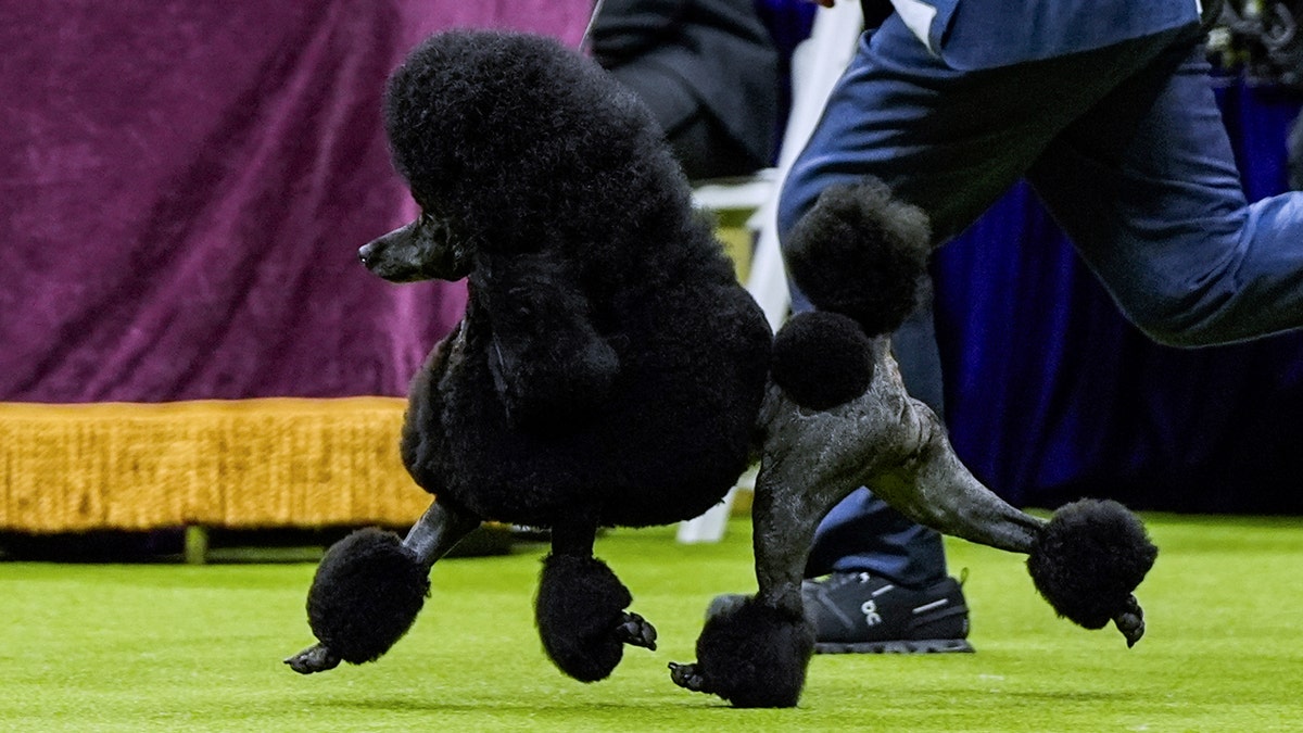 Sage, a miniature poodle, competes with handler Kaz Hosaka for best in show competition during the 148th Westminster Kennel Club dog show