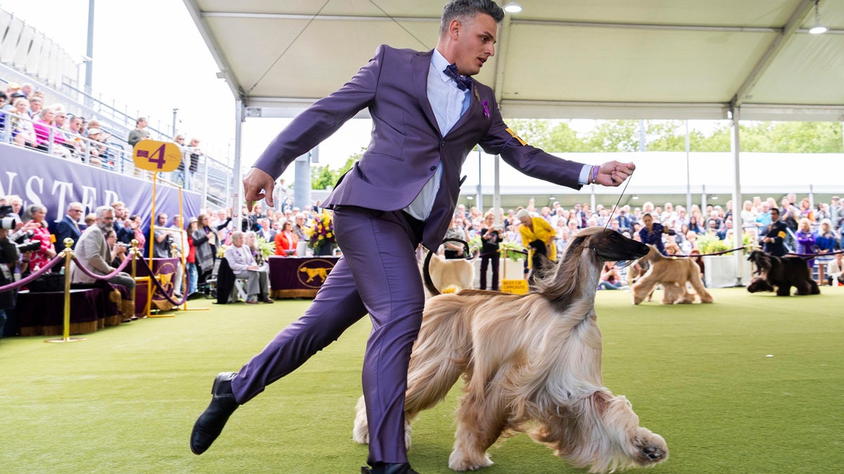 Handler Willy Santiago competes with Afghan Hound Zaida during breed group judging at the 148th Westminster Kennel Club Dog show