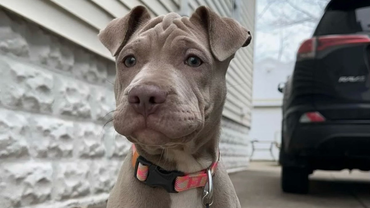 anjing angkat yang sedang mencari-cari