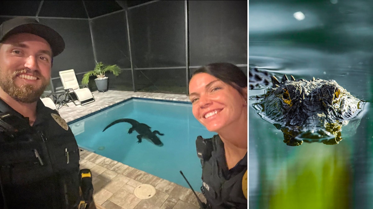 NSB officers remove alligator from pool