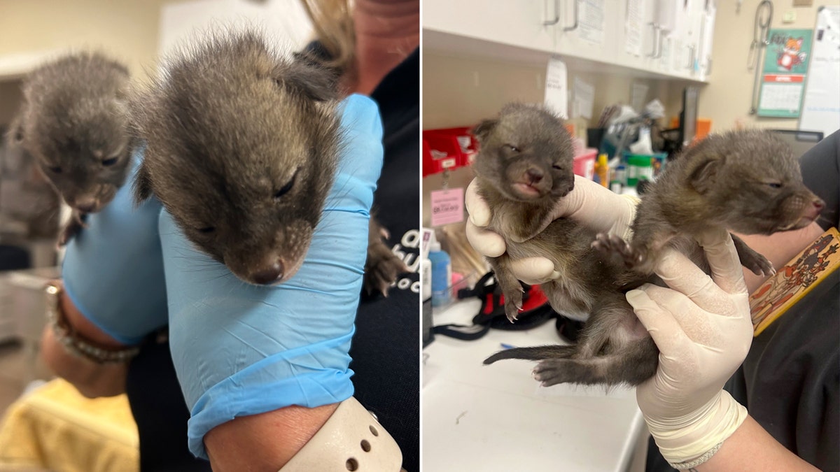 split image of two baby foxes being held by workers