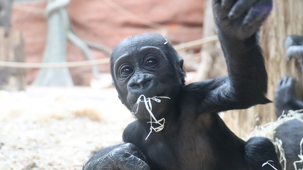 baby gorilla playing