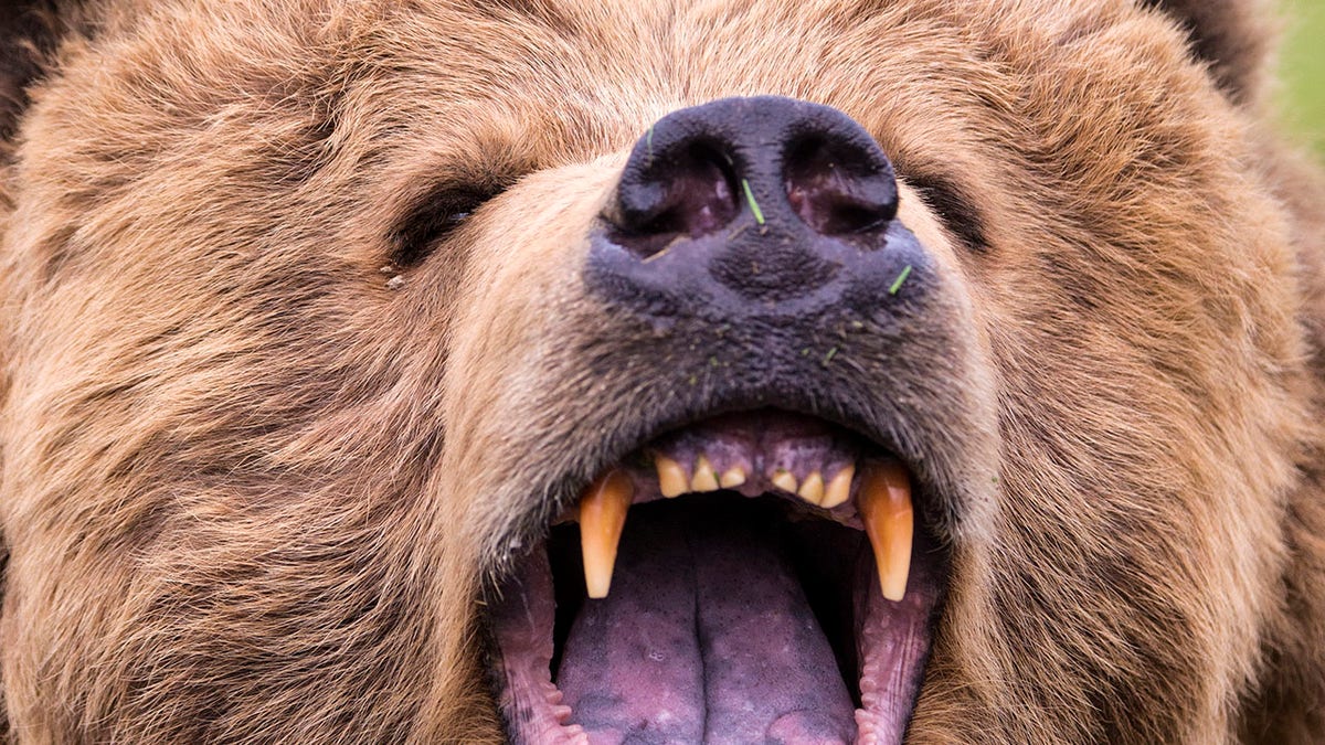 Grizzly roaring