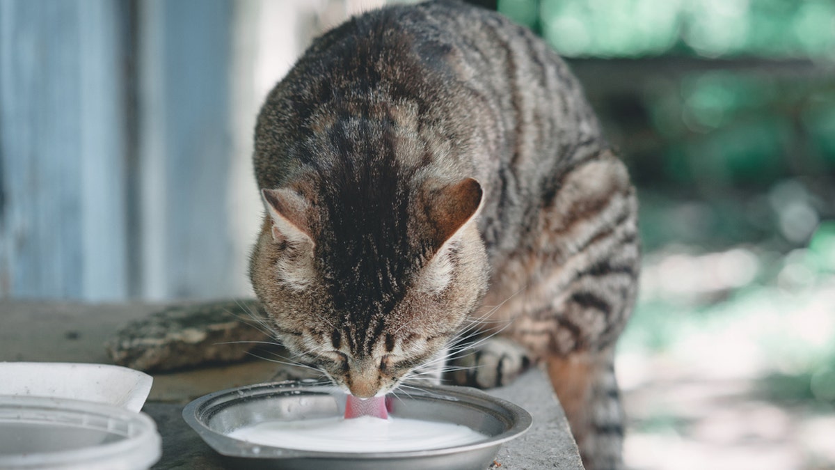 Cat drinking milk