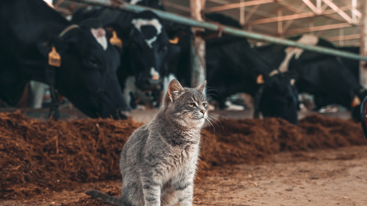 Cat on dairy farm