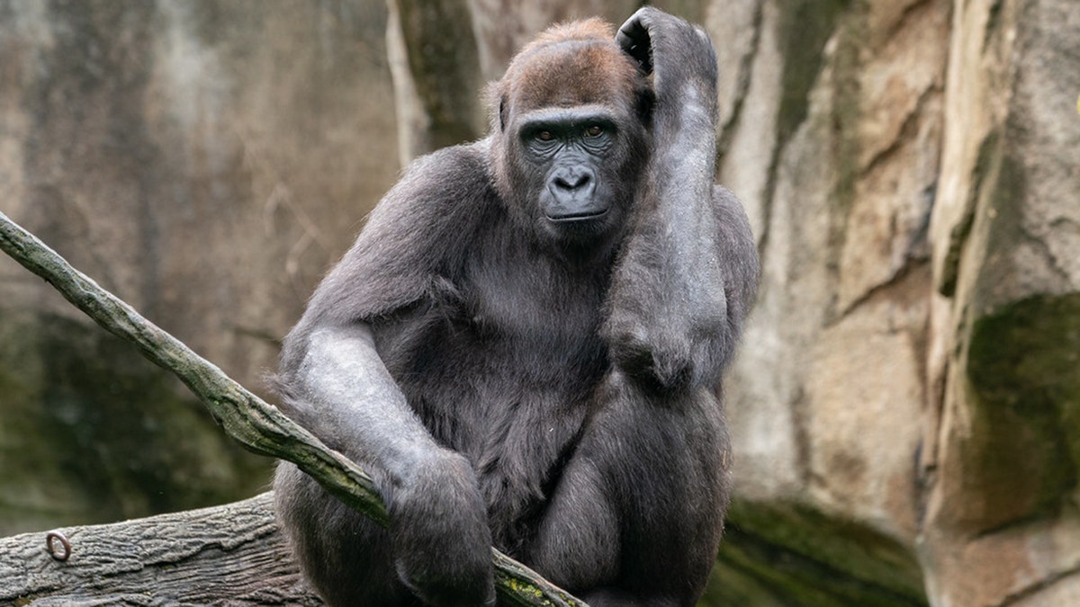 gladys the gorilla at the cincinnati zoo