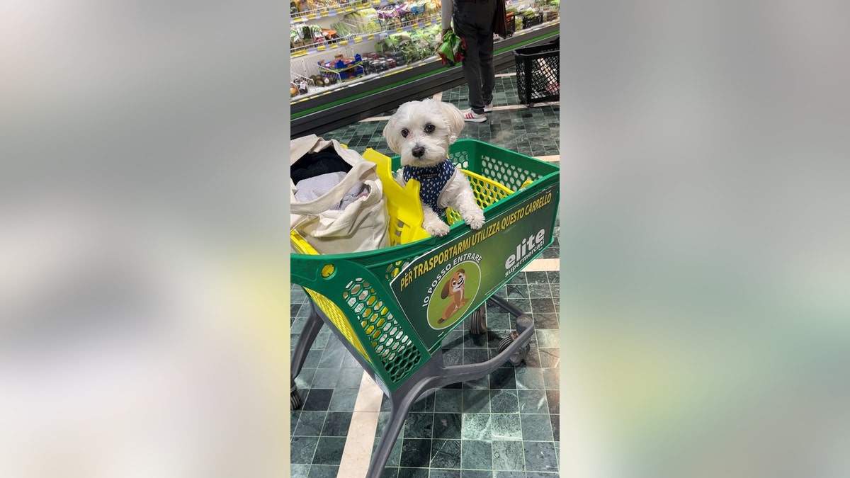 Teddy in a shopping cart