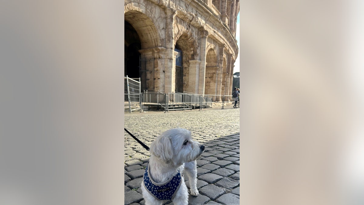 Teddy at the Colosseum