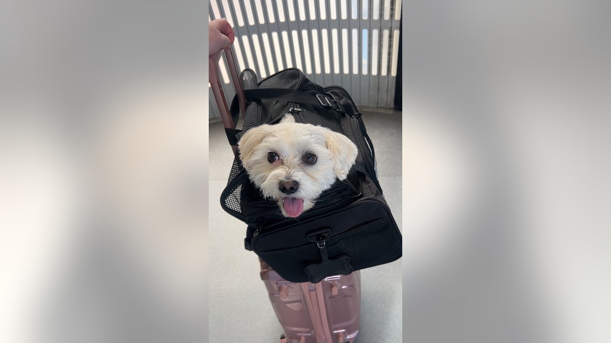 Teddy in the airport
