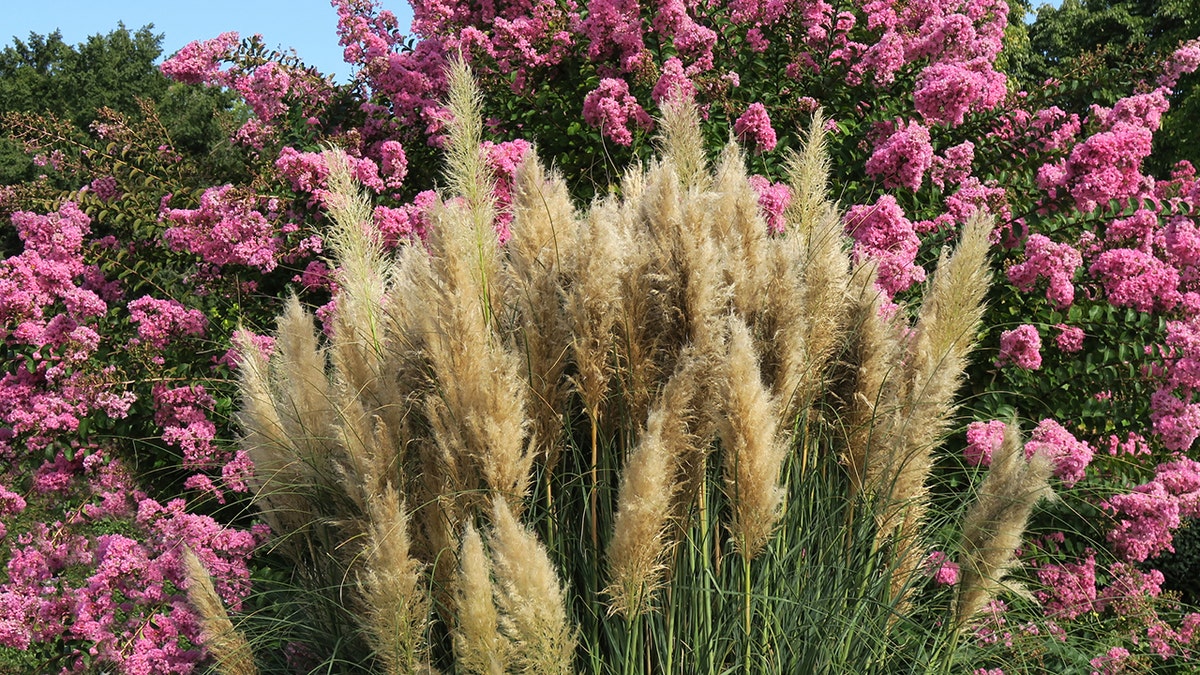 rumput pampas 