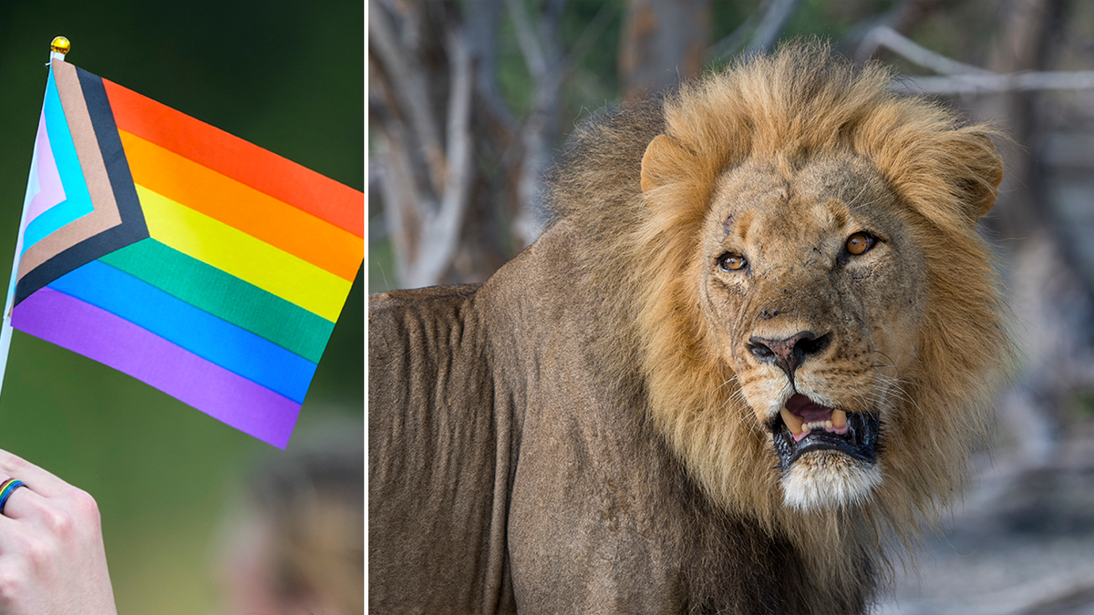 Lion with rainbow flag