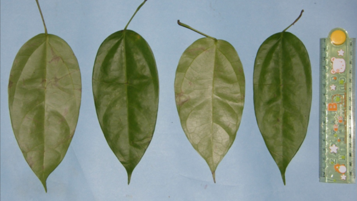 Medicinal leaves